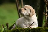 LABRADOR 1307